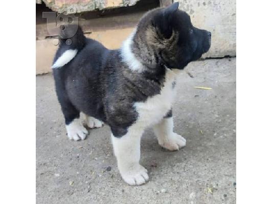 Αμερικάνικα κουτάβια Akita
